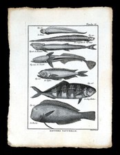 1789 Bonnaterre Fish Print Remora Suckerfish Dolphin Mahi Mahi Pilot Razorfish picture