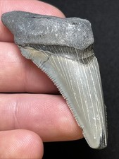 Incredibly Preserved Partial Angustidens Fossil Shark Tooth from Summerville, SC picture