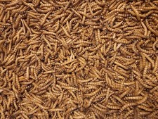 Predator Foods Superworms / King Worms Large 1.5 in - 1.75 in picture