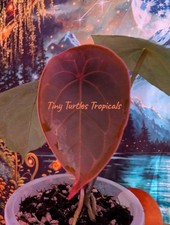 Anthurium Red Spider CLOSED SINUS one-leaf picture
