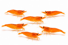 20+2 Live Orange Sunkist Neocaridina Freshwater Shrimp | 100% Live Arrival USA picture