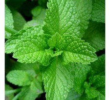 Peppermint, NON-GMO, Aromatic Perennial, Ground Cover, Pest Repellent, picture