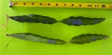 Rooted Dragon Fruit Cuttings Lot 2 American Beauty + Purple Haze Organic picture