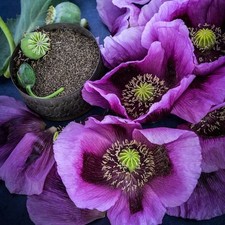 20.000 Imported Hungarian Poppy Seeds Fresh Live Stratified For Planting picture