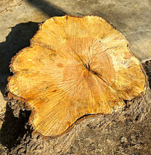 Live Bark Edge Oak Spalted Live Edge Table Top 8%  Moisture content🪚🧱💎 picture