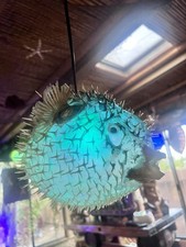 NEW 9”-10” Pufferfish Lamp w/Color Changing LED Tiki bar Oceanic picture