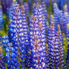 Lupine WILD PERENNIAL Hummingbird & Bee Favorite Heirloom Pure Non-GMO 50 Seeds picture