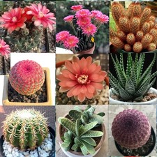 Rare Succulent Exotic Cactus Blooming Succulent Plant Cacti Real Live Plant picture