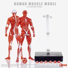 Keepgoing Studio Human Muscle Model Red Ver. 1/12 Action Figure Gift Stock 6