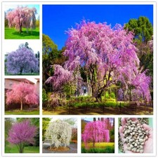 20 JAPANESE WEEPING CHERRY TREE SEEDS for garden flower blossom USA SELLER USPS picture