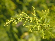 1,000 EPAZOTE Seeds (Chenopodium ambrosioides) | NON-GMO |  picture