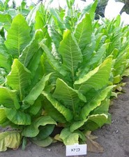 1000 KY 17 Tobacco Seeds ~ Nicotiana Tabacum ~ HEAVY Producing Burley  picture