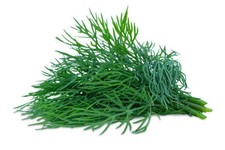 250 BOUQUET DILL SEEDS | SALE NON GMO picture