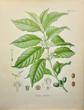 Coffea arabica 1886 Botany Flora Flowers Plants Illustration Antique picture
