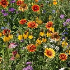 Western Wildflower Mix Seeds, 19 Stunning and Beautiful Species, picture
