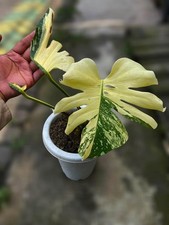 Monstera Yellow Star Variegated Real Pict Medium Size Rare Tropical Plant picture