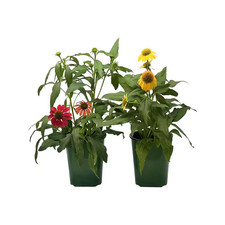 2.5 Qt Echinacea Cheyenne Mix in Grower'S Pot (2-Packs) picture