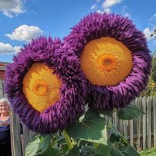 50 PCS Yellow Purple Enchanting Giant Teddy Bear Sunflower Seeds picture