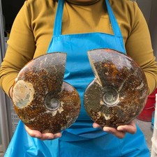2pcs 3.82LB Polishing and Restoration of Natural Conch Specimens Madagascar 4668 picture