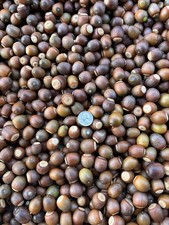 22 pounds Sawtooth Oak Acorns from 2026 drop - for crafts, planting, wildlife picture