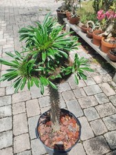 Crested Madagascar Palm, ImpressivePachypodium lamerei 44 Inches Tall #2 picture