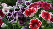 Sinningia speciosa GLOXINIA MIX Seeds picture