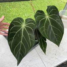 Anthurium Magnificum X AFF noid, exact plant, Fedex 2day* picture