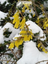 Forsythia Plant (Forsythia x intermedia) - Yellow Spring Blooms - Multiple Sizes picture