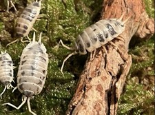 100+ Dairy Cow Isopods FEEDERS CUC Only Ship If Dest. Temps Are Less Than 89° picture