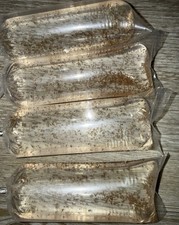 20.000 live daphnia magna free overnight shipping picture