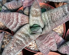 Gasteria batesiana (EvJ sn. Sifula River,  KwaZulu-Natal) (Haworthia, lithops). picture