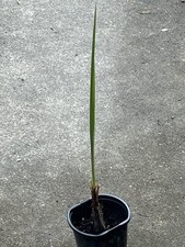 12” TALL PINDO PALM TREE-LIVE BONSAI TROPICAL PLANT-BUTIA CAPUTATA JELLY PALM picture