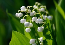 Lily of the Valley 5 roots May Lily May Bells (Convallaria majalis) picture