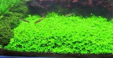*BUY 2 GET 1 FREE* Micranthemum Monte Carlo Easy Carpet Live Aquarium Plant ✅ picture
