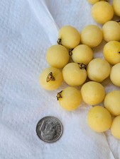 Gaussia princeps - Sierra Palm Tree Seeds picture
