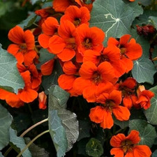 Nasturtium EMPRESS OF INDIA Red Vine 16