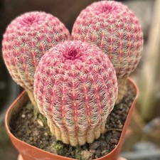 3Pcs Echinocereus rigidissmus rubispinus Rainbow Hedgehog Cactus Succulent Plant picture
