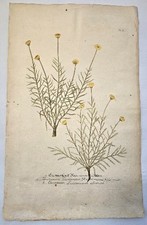 1735 Antique J. Weinmann Botanical Mezzotint Engraving. Abrotanum. Southern Wood picture