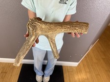 1 Huge JUMBO Whole Elk ANTLER Dog Chew SALE SELECT MASSIVE COLOSSAL BIG 17” picture