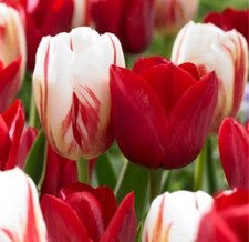 Holiday Mix Tulip Bulbs for Planting Easy to Grow picture