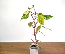 Philodendron Strawberry Shake - US Seller 4