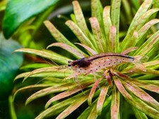 West Coast - 10+ AMANO Shrimp Algae Cleaner Caridina Shrimp +  picture