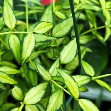 Hoya bella louis variegated - cutting Live one stem - California grown picture