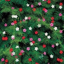 CYPRESS VINE 10 FRESH FLOWER SEEDS FREE USA SHIPPING picture