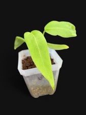 Anthurium Pallidiflorum Rare Plant Live Starter Tropical Strappy Leaves   picture