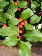 CHEROKEE APPALACHIAN 12in. Tall American Holly Tree (1)Seedling Transplant #STX1 picture