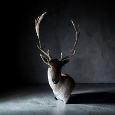Chocolate Fallow Deer picture