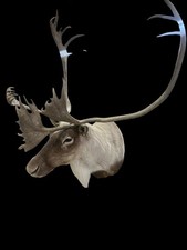 Trophy Caribou Shoulder Mount picture