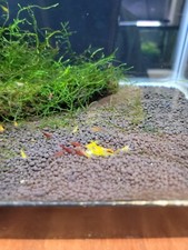 25+5 CULLS Neocaridina Yellow/ORANGE , Rili/Fire Red, Blue Dream.  picture