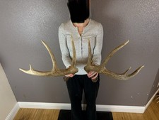 Two 5pt Whitetail Deer Antlers Sheds WILD IDAHO Horns Rustic Decor Rattling Set picture